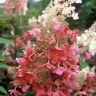 Rispenhortensie Pinky Winky / Hydrangea paniculata Pinky Winky